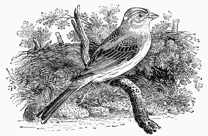 The Yellowhammer The Yellowhammer