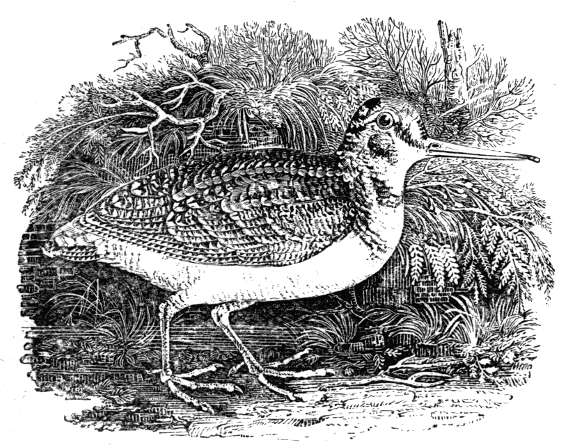 The Woodcock The Woodcock