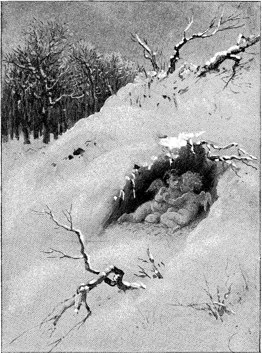 Vignette 1