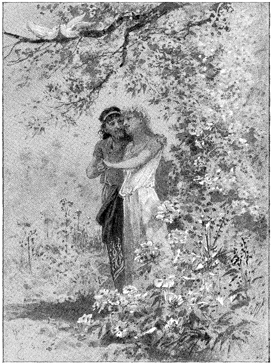 Vignette 5