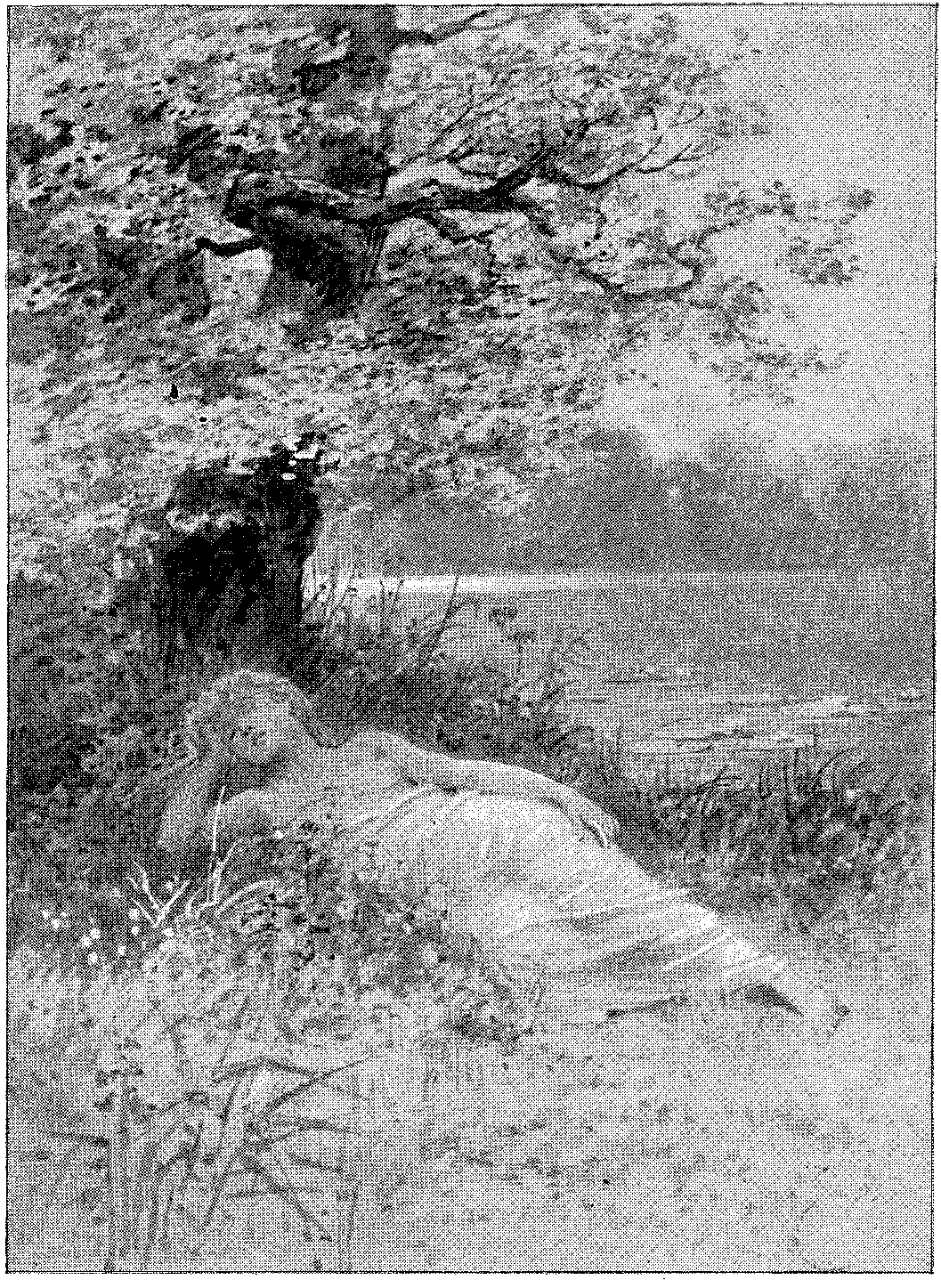 Vignette 7