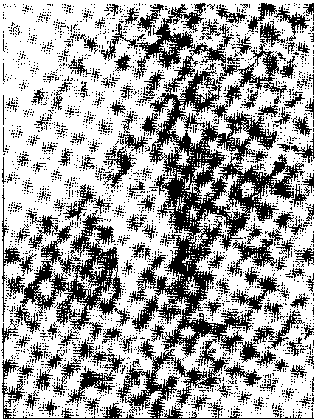 Vignette 9