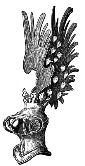 Fig. 609.