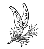 Fig. 677.