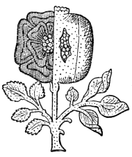 Fig. 679.