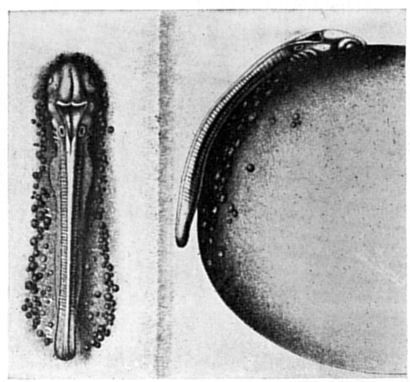 Fig. 10.