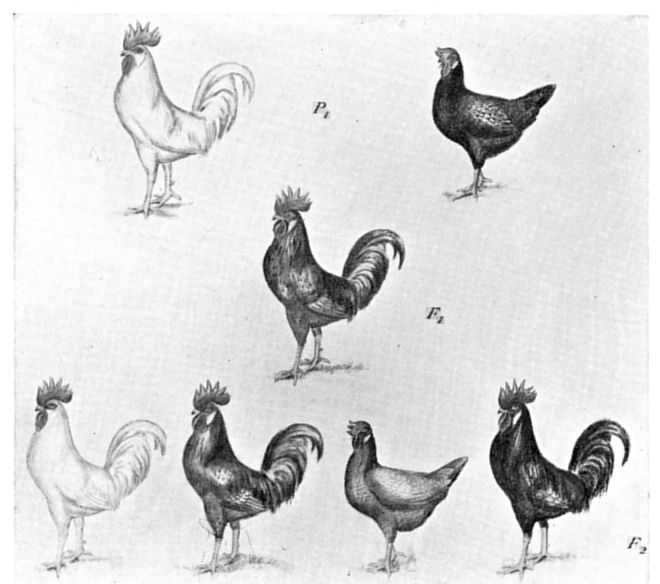 Fig. 15.
