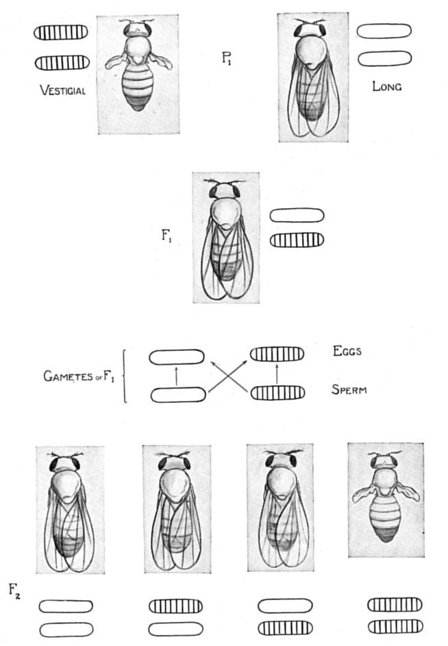 Fig. 19.