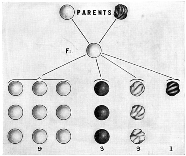 Fig. 21.