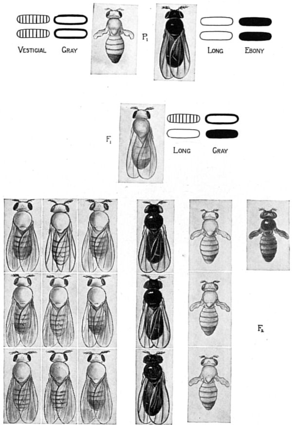 Fig. 24.