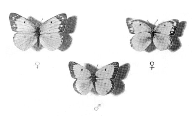 Fig. 26.