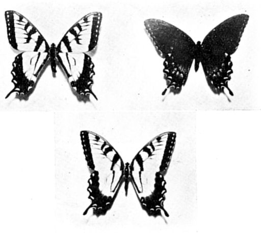Fig. 27.