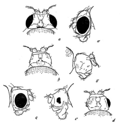 Fig. 30.