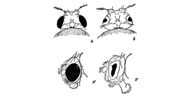 Fig. 31.