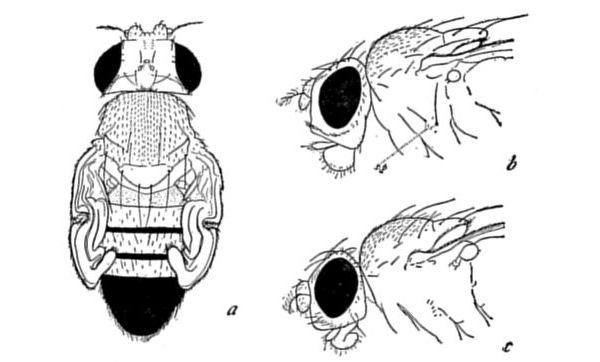 Fig. 33.