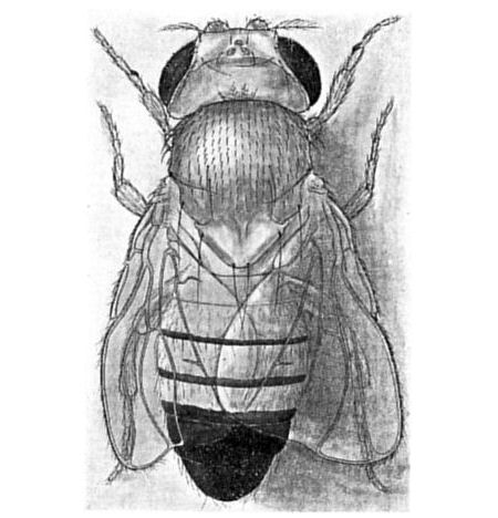 Fig. 34.