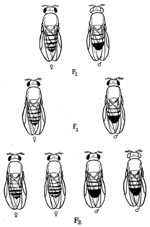Fig. 35.