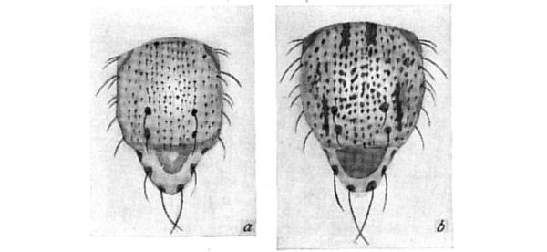 Fig. 37.
