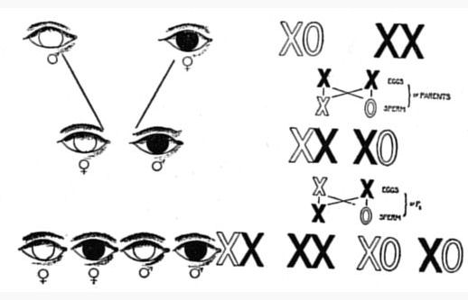 Fig. 38B.