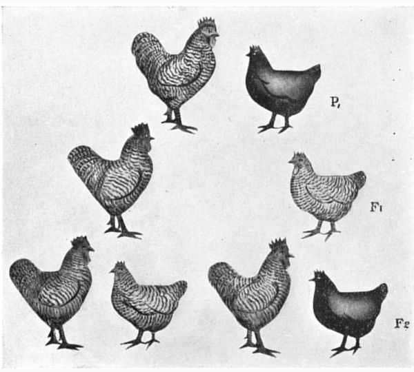 Fig. 39.
