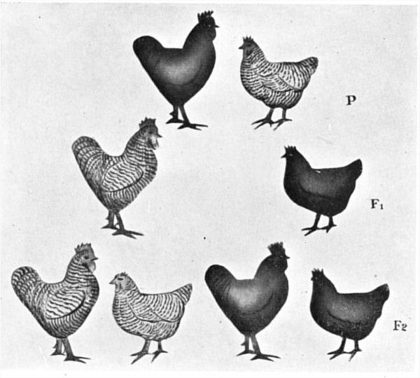 Fig. 40.