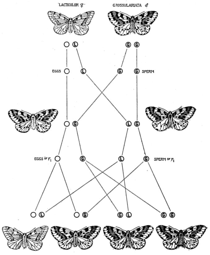 Fig. 41.