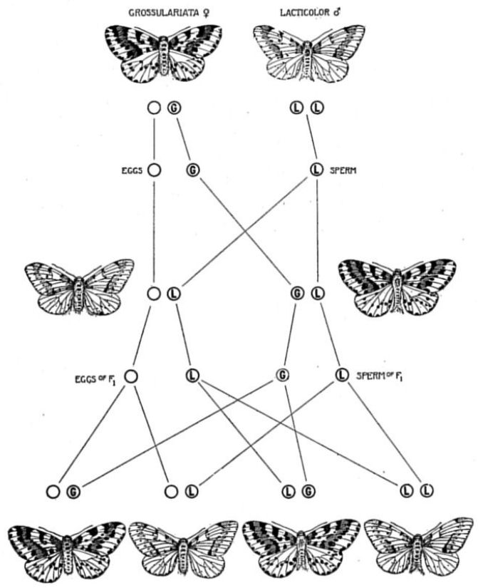 Fig. 42.