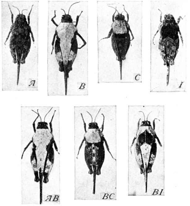 Fig. 43.