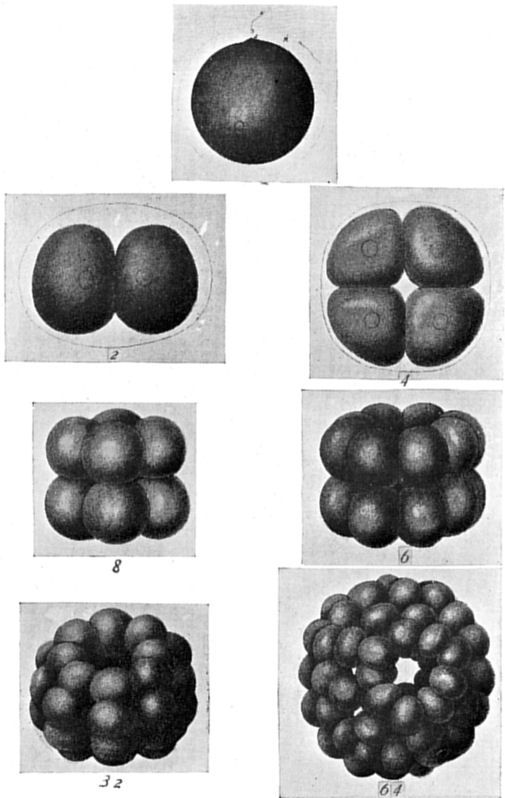 Fig. 47.