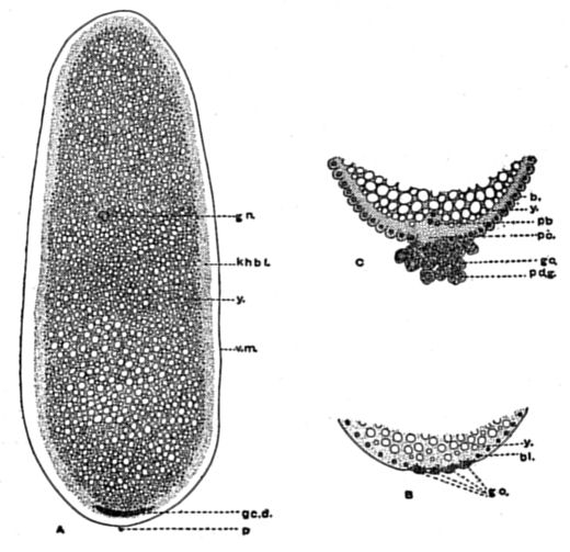Fig. 48.