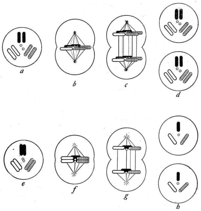 Fig. 49.
