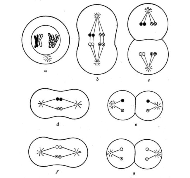 Fig. 50.
