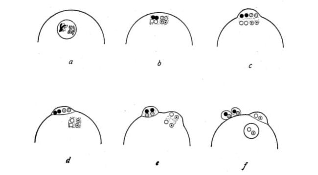 Fig. 51.