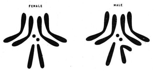 Fig. 52.