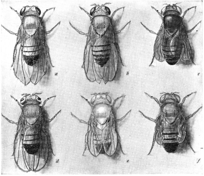 Fig. 53.