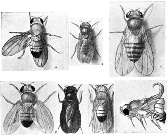 Fig. 55.