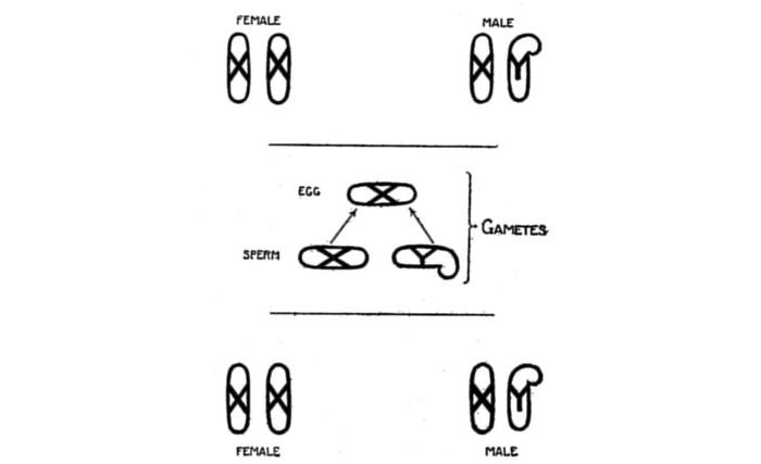 Fig. 57.