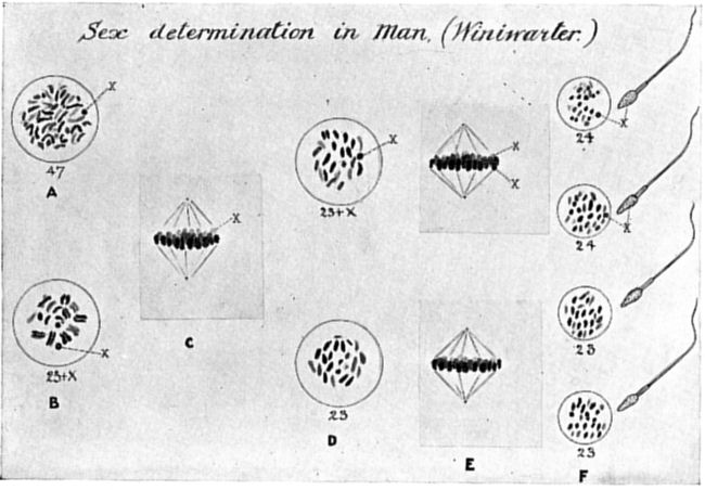 Fig. 61.