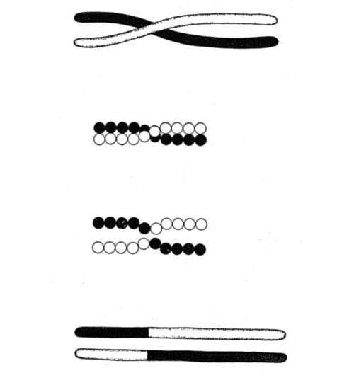 Fig. 64.