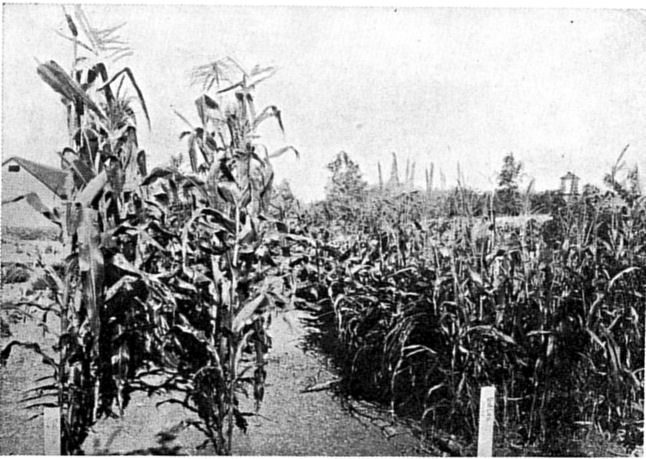 Fig. 78.