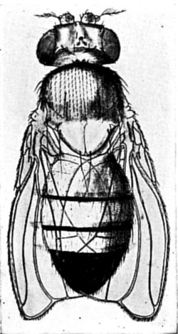Fig. 83a.