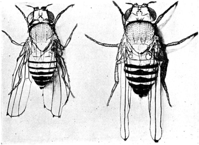 Fig. 84.