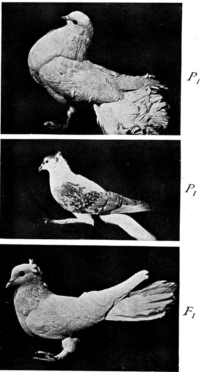 Fig. 86.
