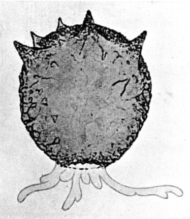 Fig. 91.