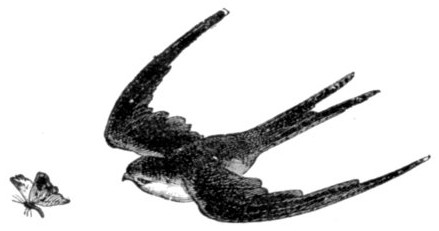 SWALLOW AND BUTTERFLY