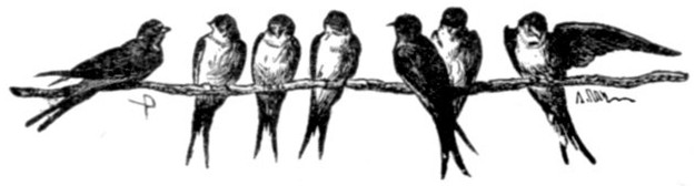 SWALLOWS