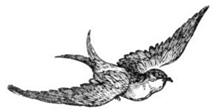 SWALLOW