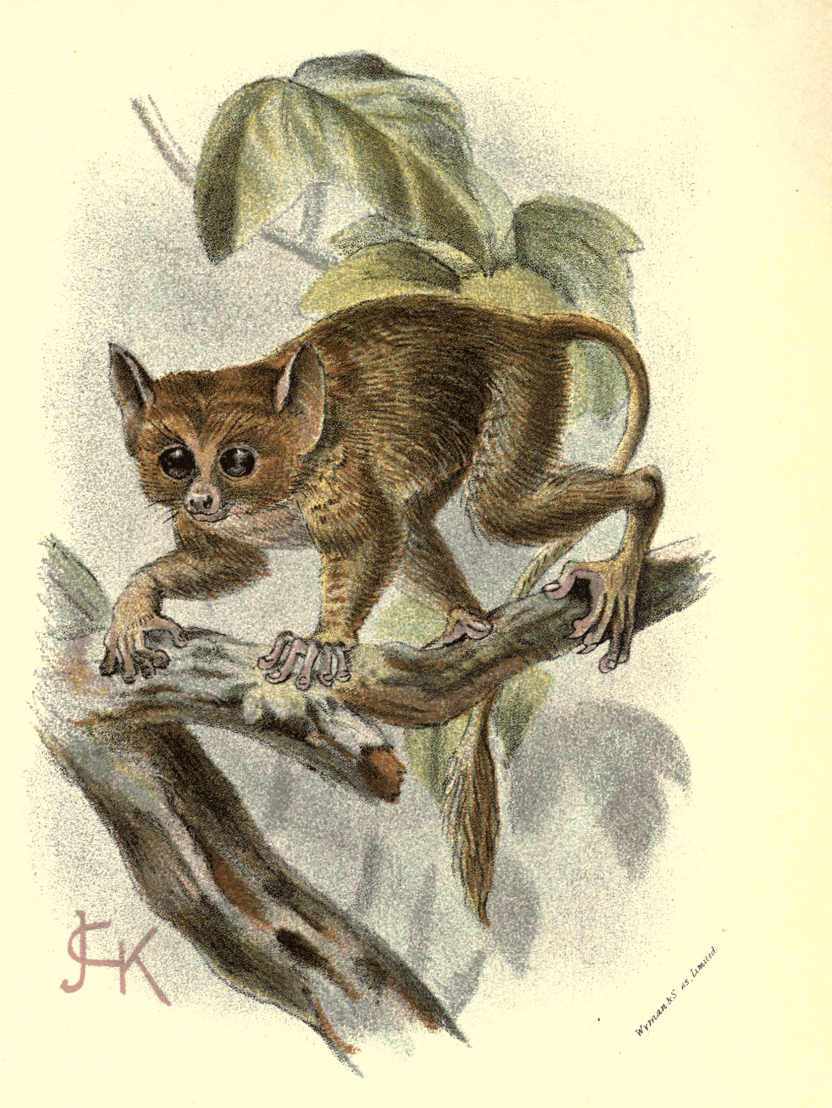 Plate II.