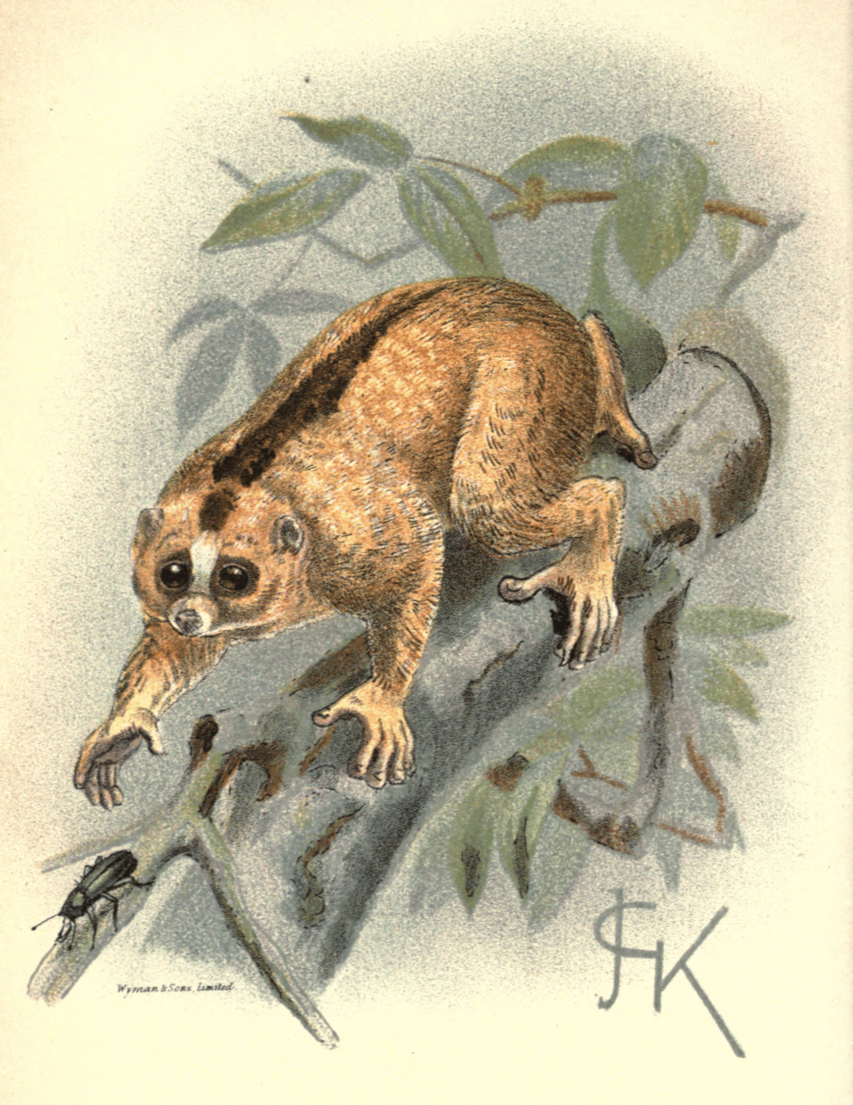 Plate III.