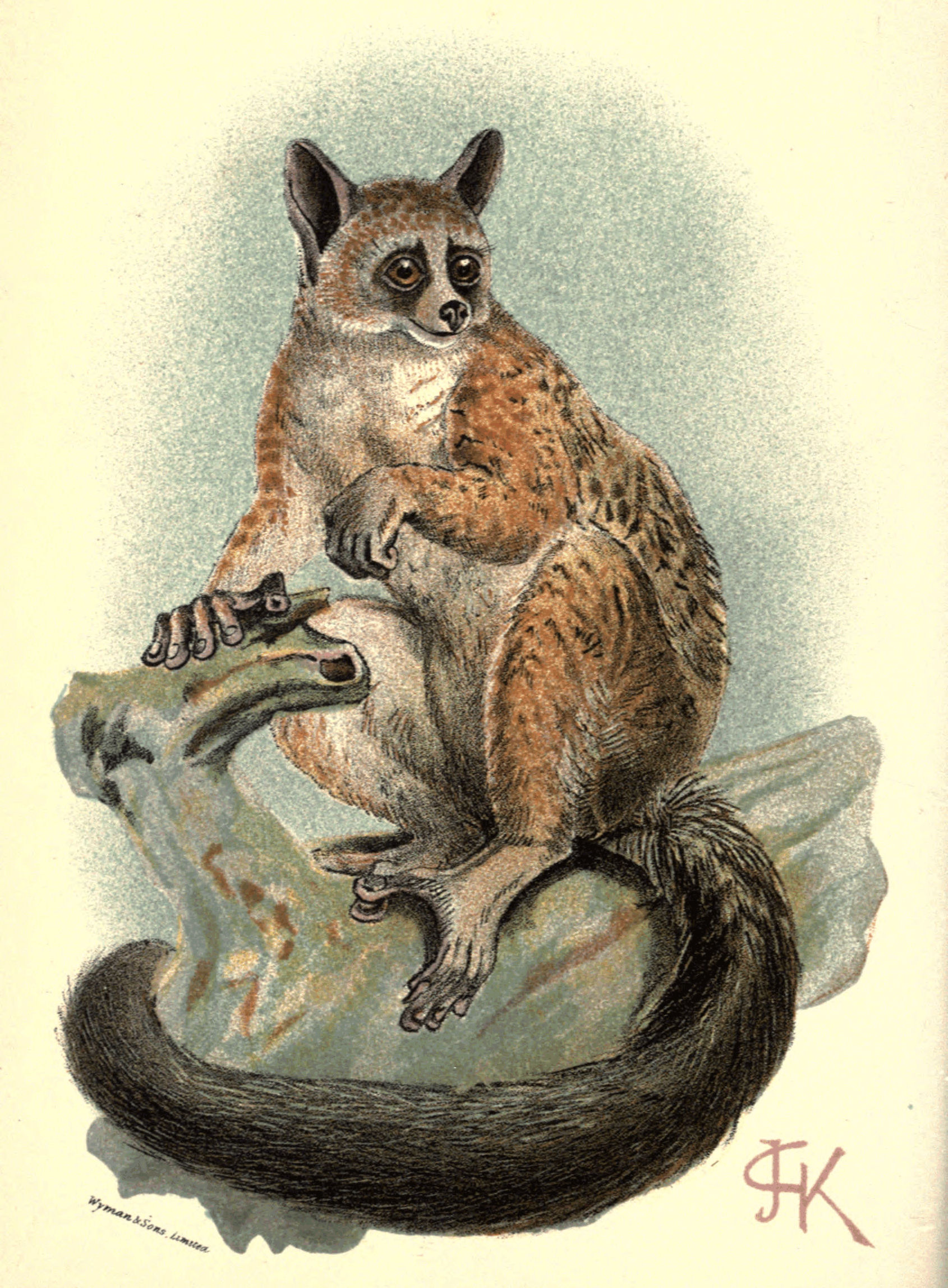 Plate IV.